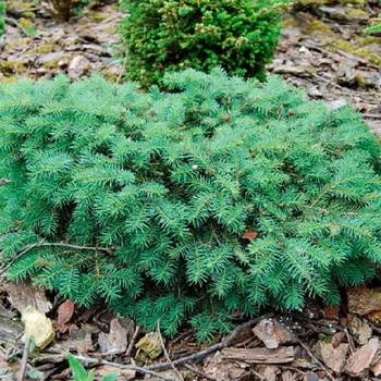 Ель колючая Picea pungens 'Sonia’